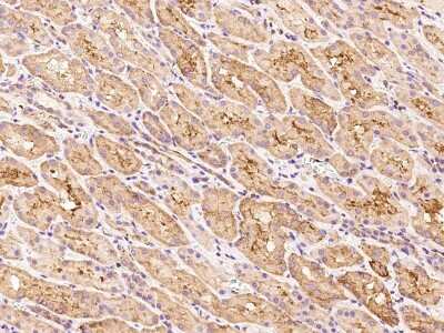 Immunohistochemistry-Paraffin: TPD52L2/D54 Antibody [NBP2-97574] - Immunochemical staining of human TPD52L2/D54 in human kidney with rabbit polyclonal antibody at 1:100 dilution, formalin-fixed paraffin embedded sections.