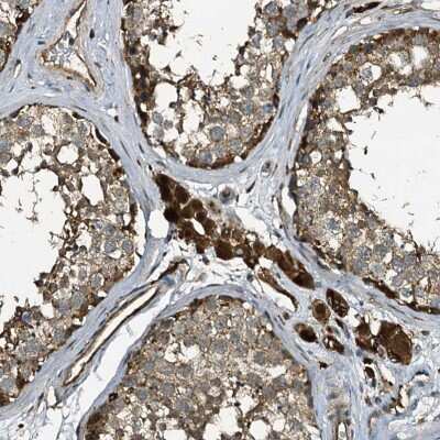 Immunohistochemistry-Paraffin: TPGS2 Antibody [NBP1-85063] - Staining of human testis shows strong cytoplasmic positivity in Leydig cells.