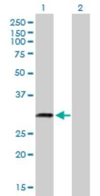 Western Blot: TPGS2 Antibody [H00025941-B01P] - Analysis of C18orf10 expression in transfected 293T cell line by C18orf10 polyclonal antibody.  Lane 1: C18orf10 transfected lysate(33 KDa). Lane 2: Non-transfected lysate.