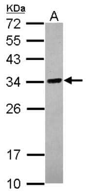 Western Blot: TPGS2 Antibody [NBP2-20687] - Sample (30 ug of whole cell lysate) A: HCT116 12% SDS PAGE gel, diluted at 1:1000.