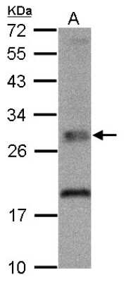 Western Blot: TPK1 Antibody [NBP1-32248] - A. 30 ug H1299 whole cell lysate/extract 12 % SDS-PAGE gel, antibody dilution 1:1000.