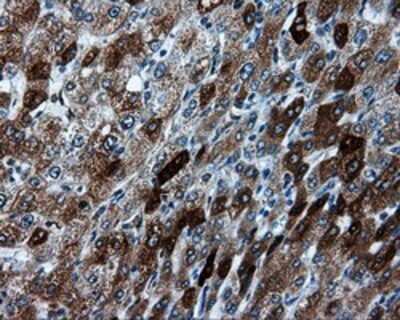 Immunohistochemistry: TPMT Antibody (OTI2A2) - Azide and BSA Free [NBP2-74570] - Staining of paraffin-embedded liver tissue using anti-TPMT mouse monoclonal antibody.