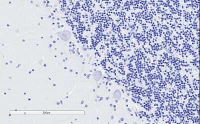 Immunohistochemistry-Paraffin: TPPP/p25 Antibody [NBP1-49833] - Negative Control showing staining of Human Cerebellum, with no primary antibody.