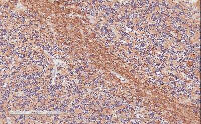 Immunohistochemistry-Paraffin: TPPP/p25 Antibody [NBP1-49833] - (2ug/ml) staining of Human Cerebellum. Microwaved antigen retrieval with citrate buffer pH 6, HRP-staining.