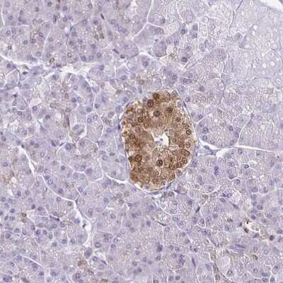 Immunohistochemistry-Paraffin: TPPP/p25 Antibody [NBP1-80962] - Staining of human pancreas shows cytoplasmicand nuclear positivity in islets of Langerhans.