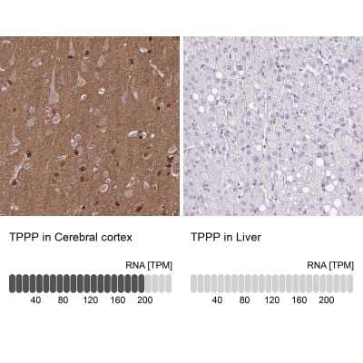 <b>Orthogonal Strategies Validation. </b>Immunohistochemistry-Paraffin: TPPP/p25 Antibody [NBP1-80962] - Analysis in human cerebral cortex and liver tissues using NBP1-80962 antibody. Corresponding TPPP RNA-seq data are presented for the same tissues.