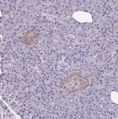 Immunohistochemistry-Paraffin: TPPP/p25 Antibody [NBP2-34031] - Staining of human pancreas shows moderate cytoplasmic positivity in islets of Langerhans.