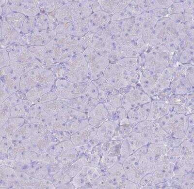 Immunohistochemistry-Paraffin: TPPP3 Antibody [NBP2-13469] - Staining of human pancreas shows no postivity in exocrine glanular cells as expected.