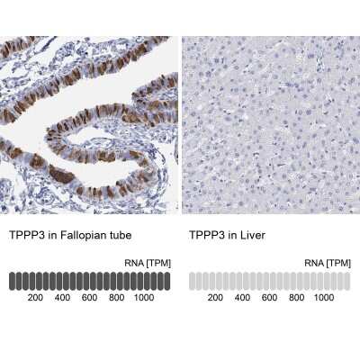 Immunohistochemistry-Paraffin: TPPP3 Antibody [NBP3-17045] - Analysis in human fallopian tube and liver tissues using Anti-TPPP3 antibody. Corresponding TPPP3 RNA-seq data are presented for the same tissues.