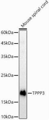 Western Blot: TPPP3 Antibody [NBP2-95209] - Analysis of extracts of Mouse spinal cord, using TPPP3 antibody at 1:1000 dilution.Secondary antibody: HRP Goat Anti-Rabbit IgG (H+L) at 1:10000 dilution.Lysates/proteins: 25ug per lane. Blocking buffer: 3% nonfat dry milk in TBST.Detection: ECL Basic Kit. Exposure time: 90s.