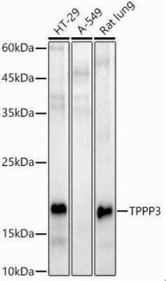 Western Blot TPPP3 Antibody - Azide and BSA Free