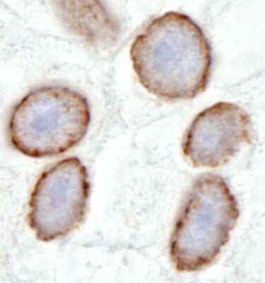 Immunohistochemistry-Paraffin: TPR Antibody [NB100-2867] - Human testis. Antibody: Affinity purified rabbit anti- TPR used at a dilution of 1:100 (2ug/ml). Detection: DAB