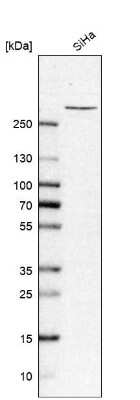 Western Blot TPR Antibody - BSA Free