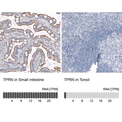 Immunohistochemistry-Paraffin: TPRN Antibody [NBP1-86697] - Analysis in human small intestine and tonsil tissues using NBP1-86697 antibody. Corresponding TPRN RNA-seq data are presented for the same tissues.