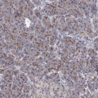 Immunohistochemistry-Paraffin: TPRN Antibody [NBP3-17181] - Staining of human pancreas shows strong membranous positivity in exocrine glandular cells.