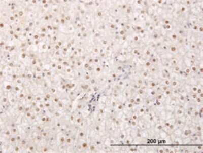 Immunohistochemistry-Paraffin: TPRX1 Antibody (2B4) [H00284355-M02] - Analysis of monoclonal antibody to TPRX1 on formalin-fixed paraffin-embedded human liver. Antibody concentration 0.8 ug/ml.