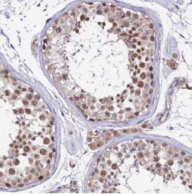 Immunohistochemistry-Paraffin: TPRX1 Antibody [NBP1-92524] - Staining of human testis shows strong nuclear positivity in seminiferous ducts.