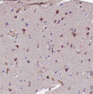 Immunohistochemistry-Paraffin: TPRX1 Antibody [NBP1-92524] - Staining of human cerebral cortex shows strong nuclear positivity in neurons.