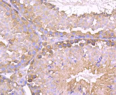 Immunohistochemistry-Paraffin: TPT1/TCTP Antibody (JU13-32) [NBP2-75686] - Analysis of paraffin-embedded mouse testis tissue using anti-TCTP antibody. Counter stained with hematoxylin.