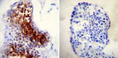 Immunohistochemistry-Paraffin: TPX2 Antibody (18D5-1) [NB100-74556] - Biopsies of deparaffinized Human testis tissue.