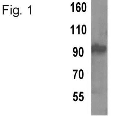 Western Blot: TPX2 Antibody (18D5-1) [NB100-74556] - Analysis of TPX2.