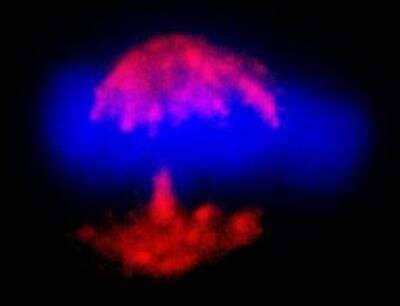 <b>Independent Antibodies Validation. </b>Immunocytochemistry/Immunofluorescence: TPX2 Antibody [NB500-183] -  HeLa cell. Antibody: Affinity purified rabbit anti- TPX2 used at a dilution of 1:400 (2.5ug/ml). Detection: Red-fluorescent goat anti-rabbit IgGheavy and light chain, cross-adsorbed Antibody DyLight® 594 Conjugated used at a dilution of 1:100.