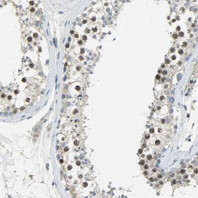 Immunohistochemistry-Paraffin: TPX2 Antibody [NBP1-88312] - Staining of human testis shows moderate nuclear positivity in cells in seminiferous ducts.