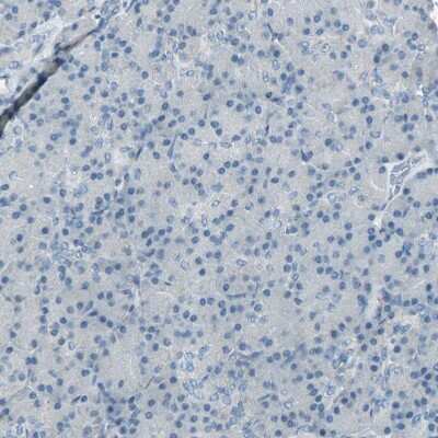 Immunohistochemistry-Paraffin: TPX2 Antibody [NBP1-88312] - Staining of human pancreas shows no positivity in exocrine glandular cells as expected.