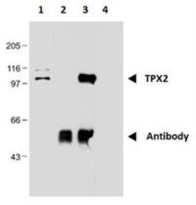 Immunoprecipitation: TPX2 Antibody (TPX2-01) [NBP2-67265] - TPX2 from nuclear extract of HEK293 cells using monoclonal antibody TPX2. 1) nuclear extract, 2) antibody, 3) immunoprecipitate, 4) carrier