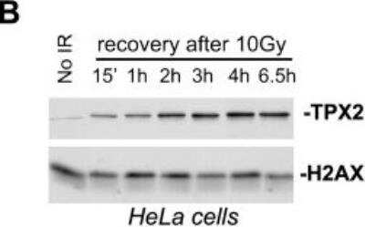 <b>Biological Strategies Validation. </b>Western Blot: TPX2 Antibody [NB500-184] - TPX2 is constitutively associated with chromatin and impacts the DAPI staining pattern and H4K16ac levels. TPX2 gets enriched in chromatin fractions isolated from HeLa cells after treatment with 10 Gy of ionizing radiation. Note the constitutive association of TPX2 with the chromatin in non-irradiated cells. Levels of H2AX were used as a loading control. Image collected and cropped by CiteAb from the following publication (dx.plos.org/10.1371/journal.pone.0110994), licensed under a CC-BY license.