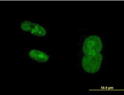 Immunocytochemistry/Immunofluorescence: TR2/NR2C1 Antibody [H00007181-B01P-50ug] - Purified MaxPab antibody to NR2C1 on Hs 181.Tes cell. [antibody concentration 20 ug/ml]