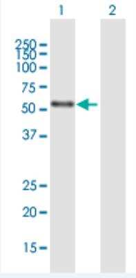 Western Blot: TR2/NR2C1 Antibody [H00007181-B01P-50ug] - Analysis of NR2C1 expression in transfected 293T cell line (H00007181-T01) by NR2C1 MaxPab polyclonal antibody.  Lane 1: NR2C1 transfected lysate(51.37 KDa). Lane 2: Non-transfected lysate.