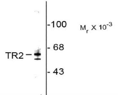 Western Blot: TR2/NR2C1 Antibody [NBP1-30047] - Rat testes lysate showing specific immunolabeling of the ~ 64k TR2 protein.