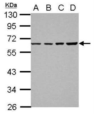 Western Blot: TR2/NR2C1 Antibody [NBP2-19578] - Sample (30 ug of whole cell lysate) A: 293T B: A431 C: HeLa D: HepG2 10% SDS PAGE gel, diluted at 1:1000.