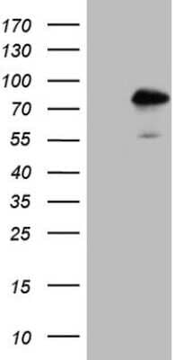 Western Blot TR4/NR2C2 Antibody (OTI4B1)