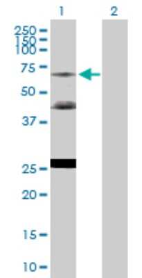 Western Blot: TR4/NR2C2 Antibody [H00007182-D01P] - Analysis of NR2C2 expression in transfected 293T cell line by NR2C2 polyclonal antibody.Lane 1: NR2C2 transfected lysate(57.50 KDa).Lane 2: Non-transfected lysate.