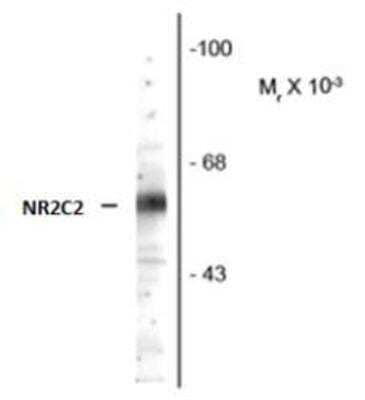 Western Blot: TR4/NR2C2 Antibody [NBP1-48315] - Rat Cerebellum Lysate showing specific immunolabeling of the ~64k NR2C2 protein.
