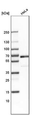 Western Blot: TR4/NR2C2 Antibody [NBP1-81658] - Analysis in human cell line HeLa.