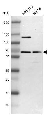 Western Blot TR4/NR2C2 Antibody