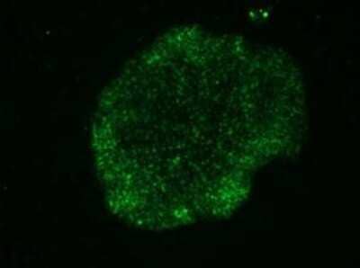 Immunocytochemistry/Immunofluorescence: TRA-1-60(R) Antibody (TRA-1-60) - Azide and BSA Free [NBP2-80985] - Human embryonic stem cells stained with TRA-1-60 antibody (Cat# NB100-730) detected with Alexa Fluor 488 anti-mouse IgM secondary antibody. Image from the standard format of this antibody.