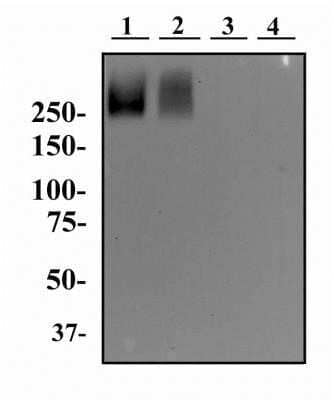 Western Blot: TRA-1-60(R) Antibody (TRA-1-60) - Azide and BSA Free [NBP2-80985] - Whole cell protein from human ES cells (lane 1), human NTERA-2 cells (lane 2), mouse embryonic fibroblasts (MEF, lane 3) and mouse V6.5 ES cells (lane 4, NBP1-97433) were separated on a 7.5% gel and transferred to PVDF membrane. The membrane was then incubated with anti-TRA1-60(R) antibody at 2 ug/ml and detected with an anti-mouse IgM secondary antibody using chemiluminescence. Note how this antibody specifically detects the TRA1-60(R) epitope only on human cells. Image from the standard format of this antibody.