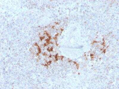 Immunohistochemistry-Paraffin: TRAF-1 Antibody (TRAF1/3298) - Azide and BSA Free [NBP2-79925] - Formalin-fixed, paraffin-embedded human Spleen stained with TRAF1 Mouse Monoclonal Antibody (TRAF1/3298).