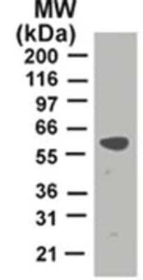 Western Blot: TRAF-2 Antibody (33A1293) - Azide and BSA Free [NBP2-80987] - Analysis of TRAF2 in HeLa lysate using TRAF2 antibody at 2 ug/ml. Image from the standard format of this antibody.