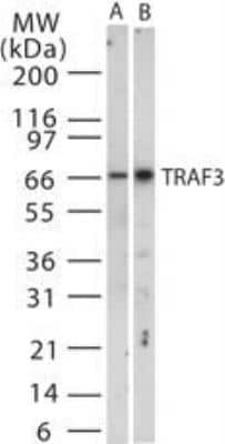 Western Blot TRAF-3 Antibody