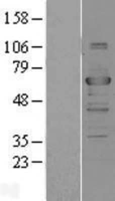 Western Blot TRAF-3 Overexpression Lysate