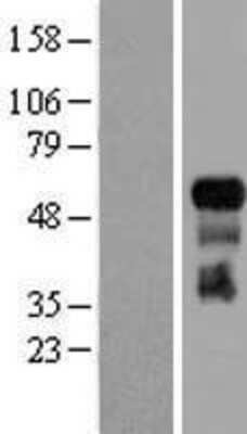 Western Blot TRAF-3 Overexpression Lysate