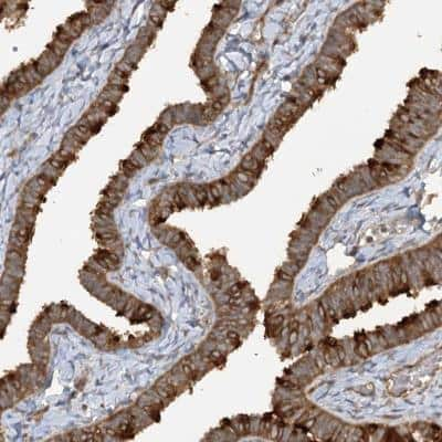 Immunohistochemistry-Paraffin: TRAF3IP1 Antibody [NBP1-84195] - staining of human fallopian tube shows cytoplasmic positivity in glandular cells.