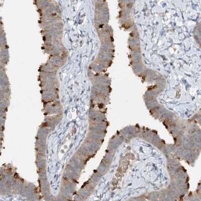 Immunohistochemistry-Paraffin: TRAF3IP1 Antibody [NBP2-32704] - Staining of human fallopian tube shows cytoplasmic positivity in glandular cells.