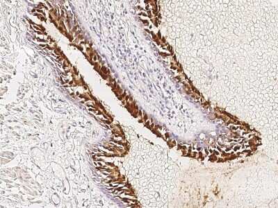 Immunohistochemistry-Paraffin: TRAF3IP1 Antibody [NBP2-97341] - Immunochemical staining of human TRAF3IP1 in human bronchus with rabbit polyclonal antibody at 1:100 dilution, formalin-fixed paraffin embedded sections.