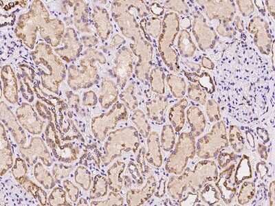 Immunohistochemistry-Paraffin: TRAF3IP1 Antibody [NBP2-97341] - Immunochemical staining of human TRAF3IP1 in human kidney with rabbit polyclonal antibody at 1:100 dilution, formalin-fixed paraffin embedded sections.